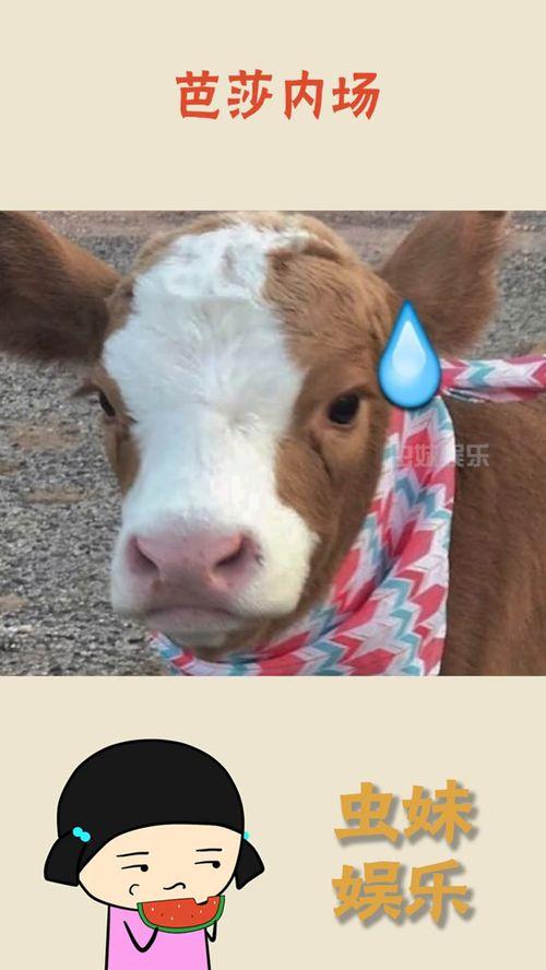 娱乐吃瓜酱自己,揭秘娱乐圈幕后故事，带你领略明星真实生活